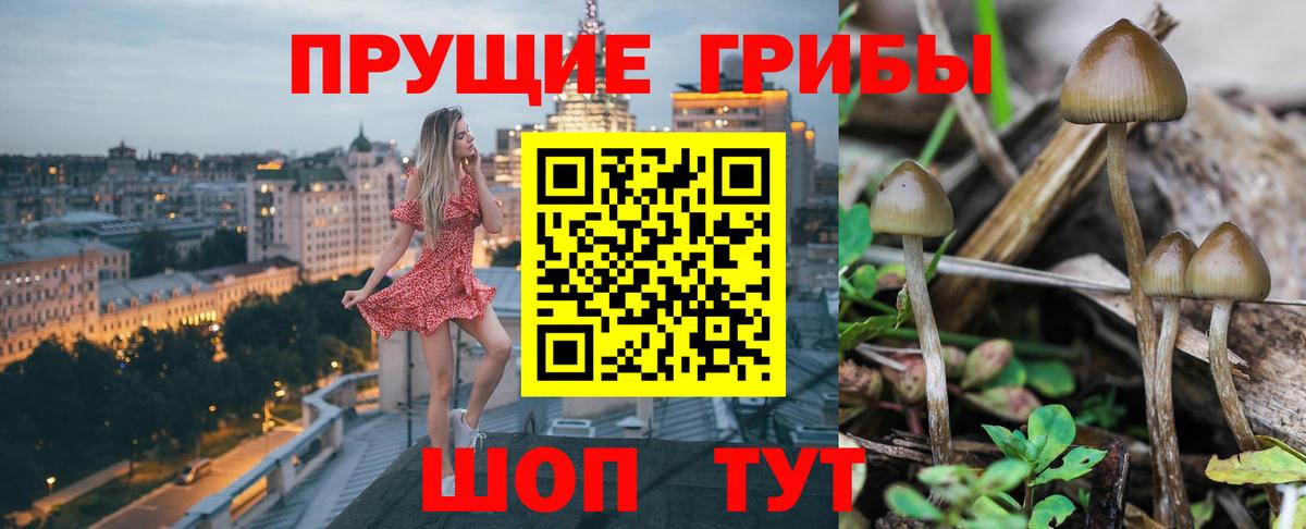 Псилоцибиновые грибы прущие грибы Новороссийск